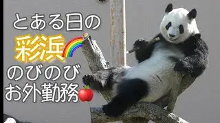 【とある日の彩浜🌈】おやつにたけのこ♪のびのびお外勤務✨with良浜🍯結浜🎀楓浜🍁【パンダ家族】Giant Panda -Saihin- Rauhin Yuihin Fuhin