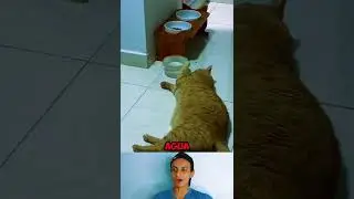 Este gatito no se complica la vida #shorts