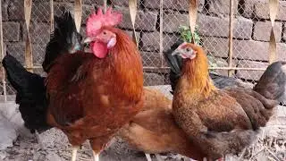 4K HD 60FPS Video Hens Home CHICKS