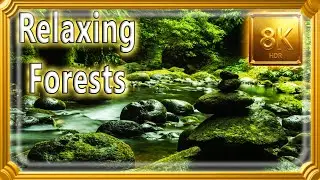 8K Escape to Nature The Best of Forests with Relaxing Sound of birds & waterfalls 8K 4K Dolby HDR