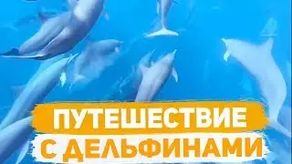 Подводное путешествие с дельфинами