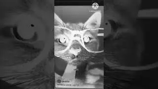 КОТИКИ В ШКОЛЕ - КАКТУС in BWRIP