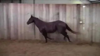 Nine ten Surprise 2015 Stud