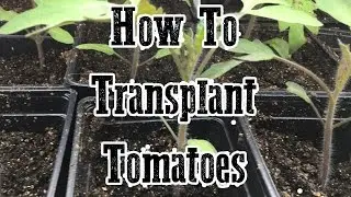 How To Transplant Tomatoes