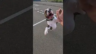 Амстафф Локи 3 года | Нас Не Догонят | Стаффорд | Amstaff Loki