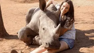 Rhinos are Actually Gentle Giants!