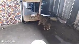 Pasangan kucing manja #catcomedy #catvideos #kucinglucubikinngakak