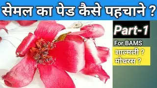सेमल का पेड कैसे पहचाने ? | Bombax Malbaricum | Bombax Ceiba | शाल्मली | काटेसावर |Part-1