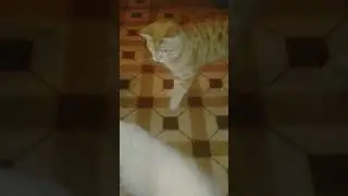 Playing with cats #catlovers #cat #catshorts