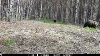 Медвежья свадьба - 2021