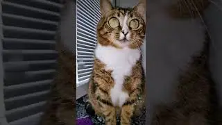 СМЕШНЫЕ КОШКИ / ПРИКОЛЫ С КОШКАМИ