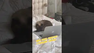 Кошка смотрит турецкий сериал