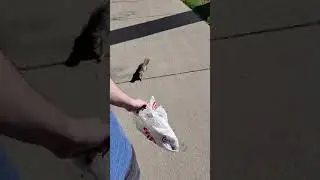 Vlog: A Squirrel Follows Us Home From the Store