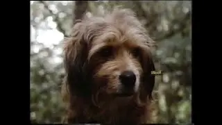 Opening and Closing to "Benji the Hunted" 1997 VHS (10th Anniversary)