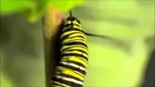 Metamorfose de uma Borboleta