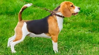 🔥 Dog Leash Training - How to Stop Dog Pulling on Leash