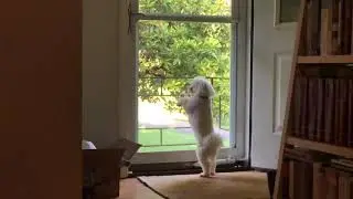 Our dog going crazy 🐶 (slow motion)