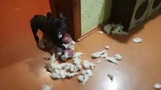 Французский бульдог заигрался и ............