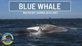 Blue Whale Found Dead in Walvis Bay, Namibia (26/04/2021)