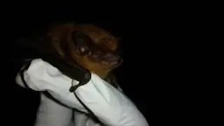 Emergence Surveys for Bats