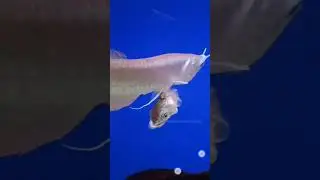 Fish head diet