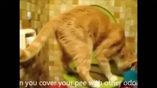 Чистоплотный кот