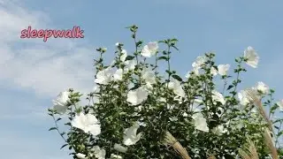 スリープウォーク　／　シャドウズ