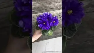 ПТ-Ночная Серенада