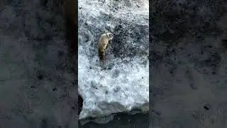 Охота на голубей