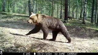 Керженский заповедник два медведя 2024
