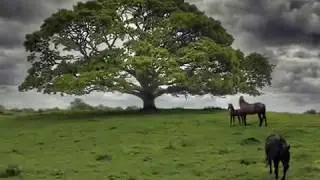 IRISH HEART - Joystick