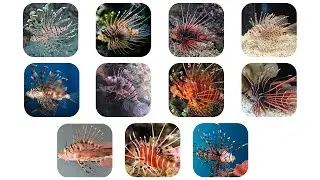 Species of Lionfish | Also Called Firefish, Scorpionfish, Turkeyfish, Butterfly-cod