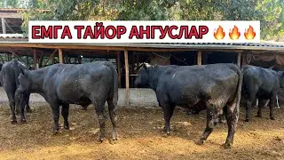 АБЕРДИНА АНГУС БУҚАЛАРИМИЗ СОТУВДА 903057667 901550444 917409091