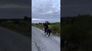 Красивая … прогулка с Волкодавом…