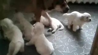 VID 20161102 090909