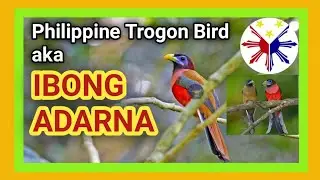 Philippine TROGON Bird (Harpactes Ardens) aka IBONG ADARNA