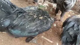Maggot BSF Pakan Ayam Bergizi #ternakayam