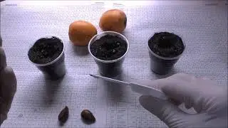 Мушмула японская из семян