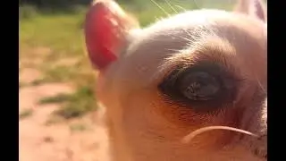 Walking in the Valencian woods with my 15 year Staffordshire Bull Terrier & 1 year Chihuahua