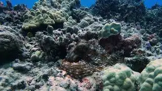 This Octopus is neither friend nor foe!