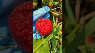 ЗАМАСКИРОВАННАЯ ГРЯДКА