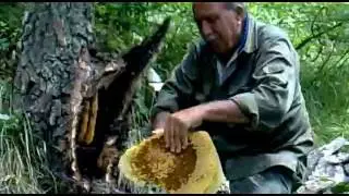 Aricilik