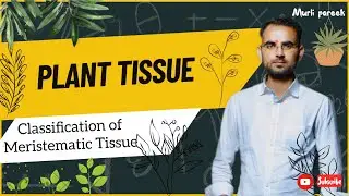 Classification of Meristematic Tissue I Meristematic tissue I Anatomy of flowering plants