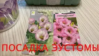 УЗНАЙТЕ КАК ПРАВИЛЬНО САЖАТЬ ЭУСТОМУ!!!! В ЭТОМ ВИДЕО