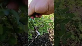 Результат реанимации жимолости через 3 недели после морозов! #SHORTS #garden #сад #дача