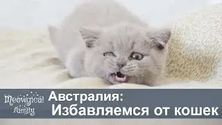 Истребление кошек в Австралии