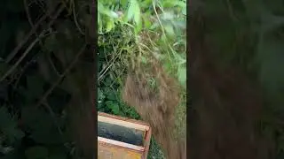 Shaking swarm with mom 