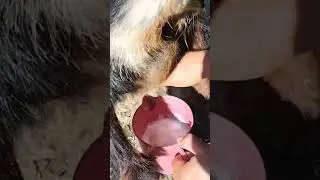 süt keçileri