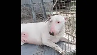 Бультерьер.хозяйственный мальчик😁