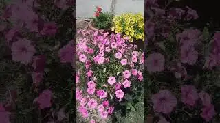 вкусности!!! #дача #цветы #дачныйкалейдоскоп #петуния